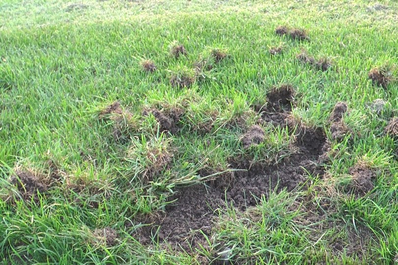 Foto bij Weekjournaal met info over de toestand van de velden